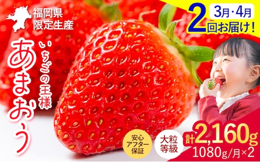 【2ヶ月定期便】いちご あまおう 先行予約 いちご大量 1080g ふるさと納税 フルーツ 苺 旬 訳あり 数量限定 ふるさと納税 不揃い 傷 4月 規格外 規格外果物 くだもの 果物 【着日指定不可】《2027年3月・4月頃出荷予定》---kr_camtei_26_19000_1080g_mo2---