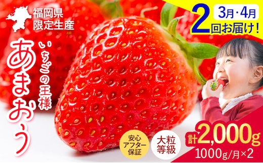 【2ヶ月定期便】いちご あまおう 先行予約 いちご大量 1000g ふるさと納税 フルーツ 苺 旬 訳あり 数量限定 ふるさと納税 不揃い 傷 4月 規格外 規格外果物 くだもの 果物 【着日指定不可】《2027年3月・4月頃出荷予定》---kr_camtei_26_19000_1000g_mo2---