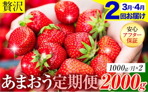 【2ヶ月定期便】いちご あまおう 先行予約 いちご大量 1000g ふるさと納税 フルーツ 苺 旬 訳あり 数量限定 ふるさと納税 不揃い 傷 4月 規格外 規格外果物 くだもの 果物 【着日指定不可】《2027年3月・4月頃出荷予定》---kr_camtei_26_19000_1000g_mo2---