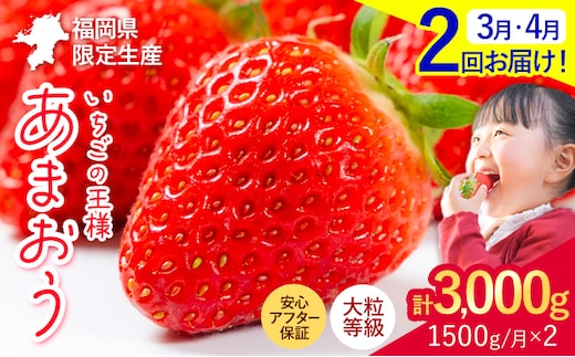 【2ヶ月定期便】いちご あまおう 先行予約 いちご大量 1500g ふるさと納税 フルーツ 苺 旬 訳あり 数量限定 ふるさと納税 不揃い 傷 4月 規格外 規格外果物 くだもの 果物 【着日指定不可】《2027年3月・4月頃出荷予定》---kr_camtei_26_26000_1500g_mo2---