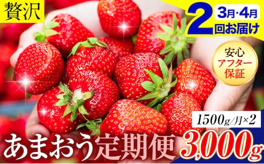 【2ヶ月定期便】いちご あまおう 先行予約 いちご大量 1500g ふるさと納税 フルーツ 苺 旬 訳あり 数量限定 ふるさと納税 不揃い 傷 4月 規格外 規格外果物 くだもの 果物 【着日指定不可】《2027年3月・4月頃出荷予定》---kr_camtei_26_26000_1500g_mo2---