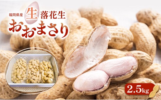 落花生 福岡県産 生落花生 おおまさり 2.5kg ※配送不可:離島