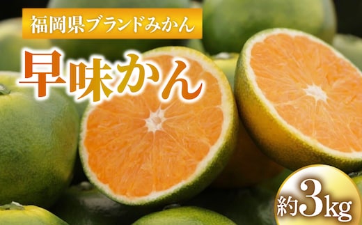 早味かん 約3.0kg（2026年9月末～10月中旬発送）| みかん ミカン ブランド 秋 福岡県 甘い フルーツ 成果 ギフト 人気 国産 DF003