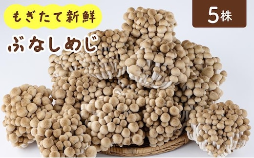 もぎたて新鮮！ぶなしめじ5株セット AT21