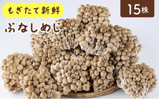 もぎたて新鮮！ぶなしめじ15株セット AT23
