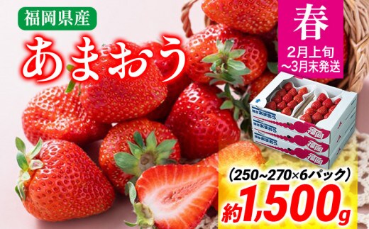 【春】あまおう 約1500g いちご 苺 果物 冷蔵 送料無料 イチゴ ※北海道・沖縄・離島は配送不可 大木町産 南国フルーツ CO004