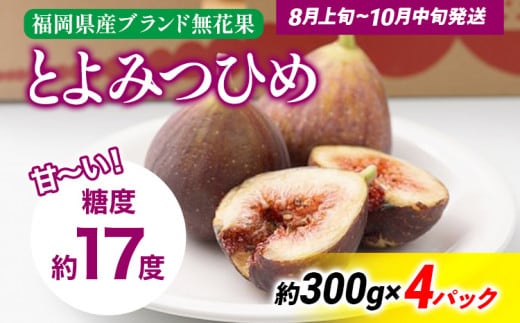 《先行予約》期間限定 いちじく 「とよみつひめ」 1.2kg 福岡県産ブランド フルーツ 無花果 (約300g×4パック) 1200g 南国フルーツ CO013