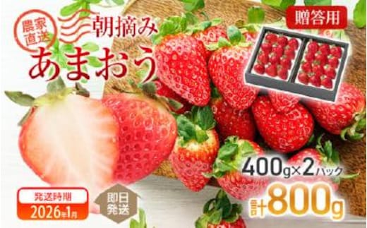 朝摘みあまおう 800g ※2026年1月中順次出荷予定 BD01-1