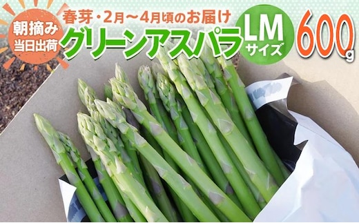 数量限定 先行予約 LM サイズ 600g 春芽 朝採り 朝採れ 直送 グリーンアスパラガス アスパラ【2月～4月お届け】 BT10