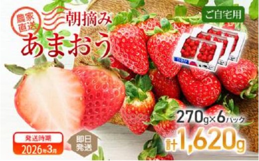 朝摘みあまおう約270g×6パック ※2026年3月中順次出荷予定 BD05