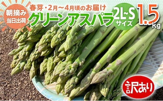 数量限定 先行予約 訳あり 規格外 アスパラ 2L～Sサイズ 1.5kg 春芽 朝採り 朝採れ 直送 グリーンアスパラガス アスパラ【2月～4月お届け】 BT04