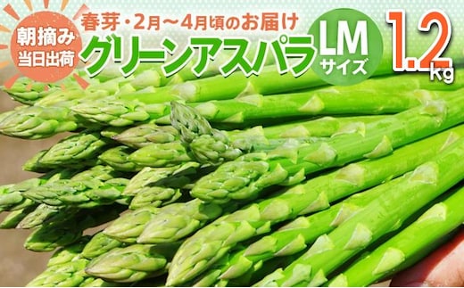 数量限定 先行予約 アスパラ LMサイズ 1.2kg 春芽 朝採り 朝採れ 直送 グリーンアスパラガス アスパラ【2月～4月お届け】 BT03