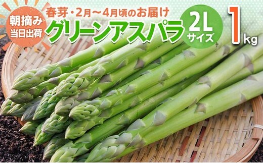 数量限定 先行予約 アスパラ 2Lサイズ 1kg 春芽 朝採り 朝採れ 直送 グリーンアスパラガス アスパラ 【2月～4月お届け】 BT02