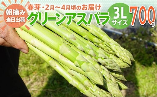 数量限定 先行予約 アスパラ 3Lサイズ 700g 春芽 朝採り 朝採れ 直送 グリーンアスパラガス アスパラ 【2月～4月お届け】 BT01