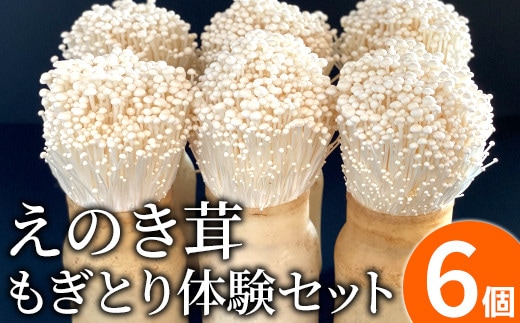 えのき茸もぎとり体験セット BF03