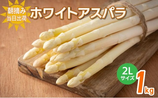 数量限定 ホワイトアスパラガス 2L 1kg 朝採り 朝採れ 直送 グリーンアスパラガス アスパラ 【2月～4月お届け】 BT02w