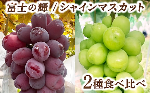 富士の輝・シャインマスカット食べ比べセット 大木町 フルーツ 果物 宝果FARM DC001