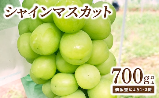 シャインマスカット 大木町 フルーツ 果物 宝果FARM DC003