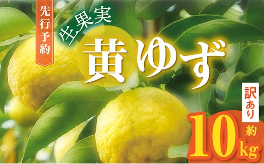 訳あり 黄ゆず生果実 約10kg MM0208