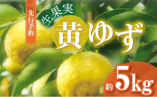 訳あり 黄ゆず 生果実 約5㎏ MM0106