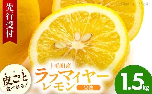 【先行受付】 上毛町産ラフマイヤーレモン 1.5kg （完熟レモン） OF0508
