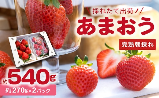 【採れたて出荷】福岡県産あまおう 270g×2パック R00505