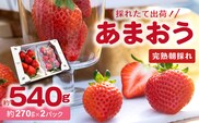 【採れたて出荷】福岡県産あまおう 270g×2パック 　R00505