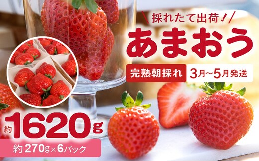 【完熟朝採れ】福岡県産ブランドいちご(3月-5月配送)あまおう(約270g×6パック) R00403