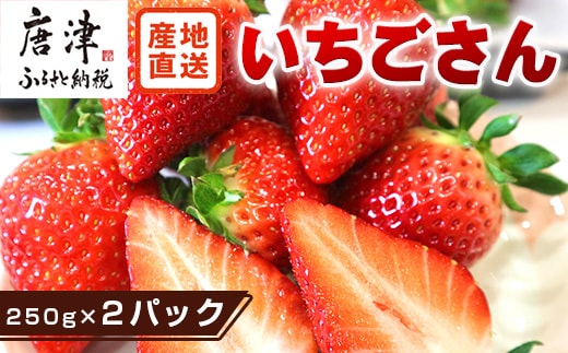 『先行予約』【令和8年3月より順次発送】唐津産 いちごさん 約250g×2パック(合計約500g) 濃厚いちご 苺 イチゴ 果物 フルーツ