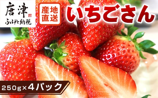 『先行予約』【令和8年3月より順次発送】唐津産 いちごさん 約250g×4パック(合計約1kg) 濃厚いちご 苺 イチゴ 果物 フルーツ