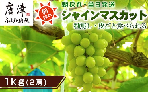 『先行予約』【令和8年9月上旬より順次発送】シャインマスカット1kg 2房 葡萄 ぶどう 果物 フルーツ スイーツ
