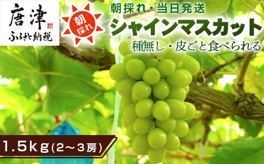 『先行予約』【令和8年9月上旬より順次発送】シャインマスカット1.5kg 2～3房 葡萄 ぶどう 果物 フルーツ スイーツ