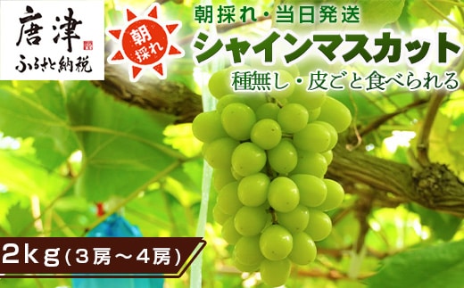 『先行予約』【令和8年9月上旬より順次発送】シャインマスカット2kg 3房～4房 葡萄 ぶどう 果物 フルーツ スイーツ
