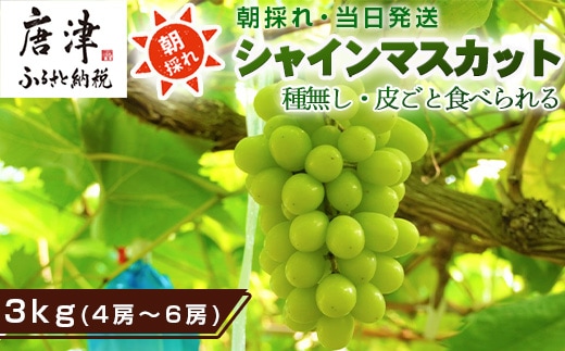 『先行予約』【令和8年10月中旬より順次発送】シャインマスカット3kg 4房～6房 葡萄 ぶどう 果物 フルーツ スイーツ
