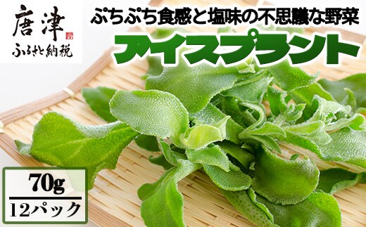『先行予約』【11月中旬より順次発送】アイスプラント(70g×12パック)ぷちぷち食感 塩味 野菜 天ぷら 生春巻き サラダ スープ しゃぶしゃぶ 炒め物 おひたし