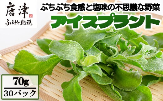 『先行予約』【11月中旬より順次発送】アイスプラント(70g×30パック)ぷちぷち食感 塩味 野菜 天ぷら 生春巻き サラダ スープ しゃぶしゃぶ 炒め物 おひたし