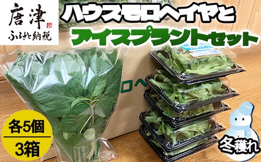 『先行予約』【12月上旬より順次発送】冬穫れハウスモロヘイヤ(100g×5袋)とアイスプラント(70g×5P)セット 3箱 ネバネバ 高栄養価 プチプチ新体験 定番おひたし 和洋中の各種スープ お肉・お魚のメイン料理の付け合わせ