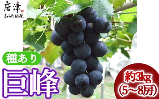 『先行予約』【令和8年7月下旬発送】唐津市産種あり大粒「巨峰」約3kg(5～8房) ぶどう ブドウ 果物 フルーツ ギフト