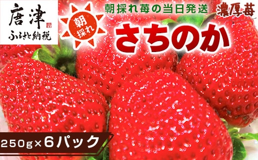 『先行予約』【令和9年1月より順次発送】濃厚苺 さちのか 250g×6パック(合計1.5k) 濃厚いちご 苺 イチゴ 果物 フルーツ ビタミン