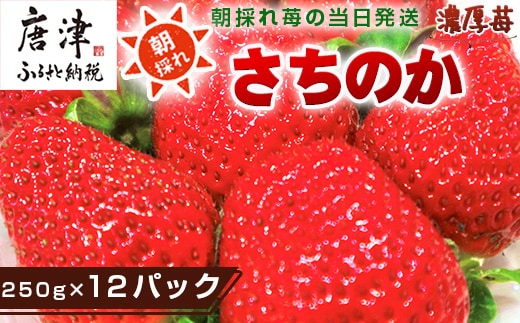 『先行予約』【令和9年1月より順次発送】濃厚苺 さちのか 250g×12パック(合計3kg) 濃厚いちご 苺 イチゴ 果物 フルーツ ビタミン
