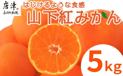 『先行予約』【令和8年11月発送】山下紅みかん(ハウス栽培)唐津産 5kg ミカン 蜜柑 果物 フルーツ