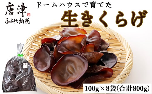 ドームハウスで育てたきくらげ 100g×8袋(合計800g) プリプリ食感 小分け 生きくらげ 木耳 きのこ 料理 調理