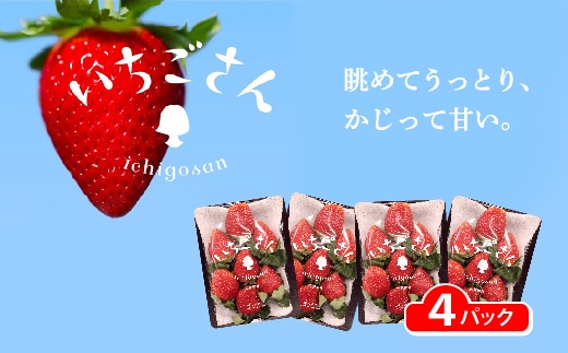いちごさん 4パック _b-496