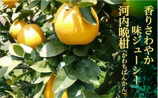 【減農薬栽培】山崎農園の河内晩柑 10～11kg 晩柑 柑橘 佐賀県産 _b-335