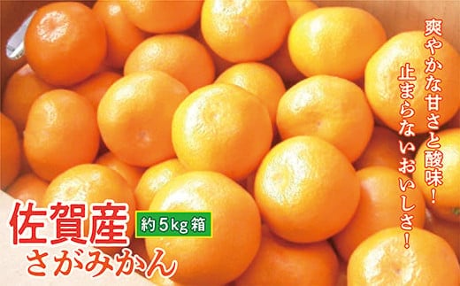 佐賀産 さがみかん 約 5kg 箱 b-390
