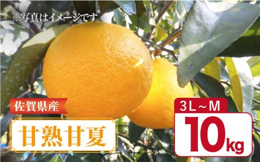 【4月下旬〜5月上旬発送】佐賀県産 みかん 甘味とほどよい酸味の「甘熟甘夏」約10kg 吉野ヶ里町/リエンサーク [FCC012]