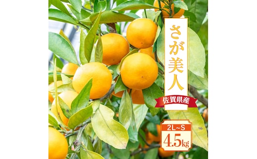 【11月上旬頃〜1月上旬発送】甘くてキレイな色合い！佐賀県産「さが美人」4.5kg 吉野ヶ里町/リエンサーク [FCC011]