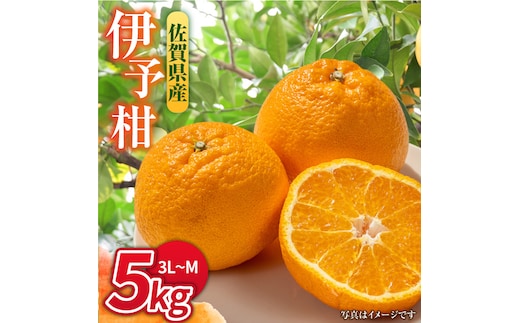 【1月中旬〜2月下旬発送】甘酸っぱくておいしい！佐賀県産 みかん 「伊予柑（いよかん）」 蜜柑 ミカン みかん 5kg 吉野ヶ里町/リエンサーク [FCC008]