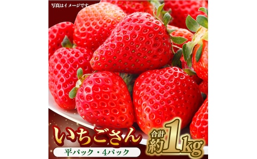 【1月中旬〜2月中旬発送】やさしい味わい！いちごさん 平パック×4P 約1kg いちご イチゴ 佐賀県産 佐賀県 佐賀 パック 吉野ヶ里町/リエンサーク [FCC003]