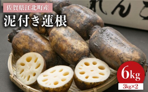 【12/15入金まで年内発送】【特別栽培農産物 認定】＜地元 江北町産＞ 泥付き 蓮根 6kg ( 3kg×2 ) 【百武青果】 [HAE002]